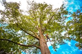 How Our Tree Care Process Works  in  Dellwood, MN