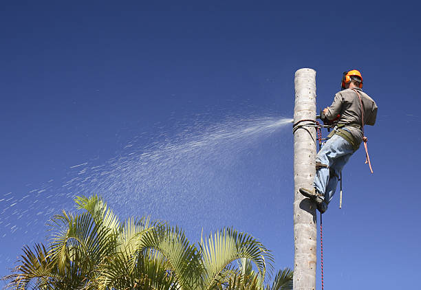 Best Commercial Tree Services  in Dellwood, MN