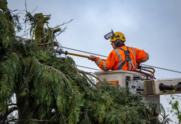 Best Palm Tree Trimming  in Dellwood, MN