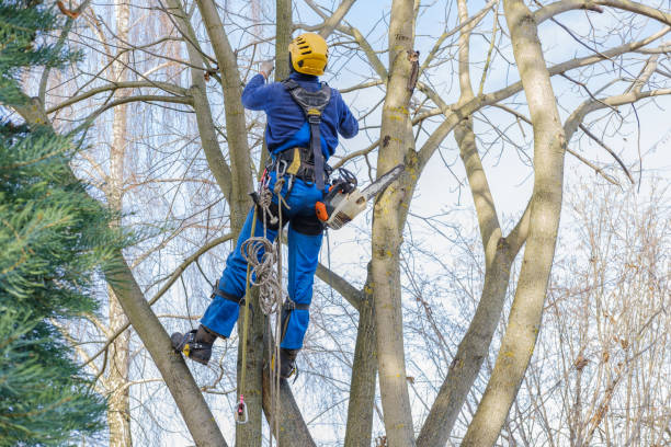 Best Emergency Tree Removal  in Dellwood, MN
