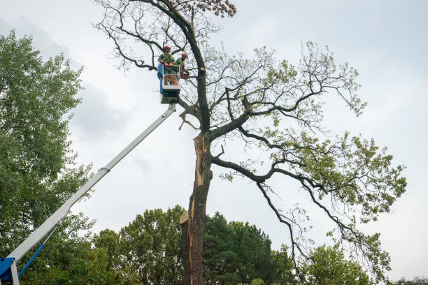Best Tree Preservation Services  in Dellwood, MN