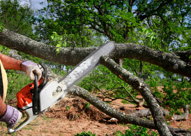 Best Seasonal Cleanup (Spring/Fall)  in Dellwood, MN