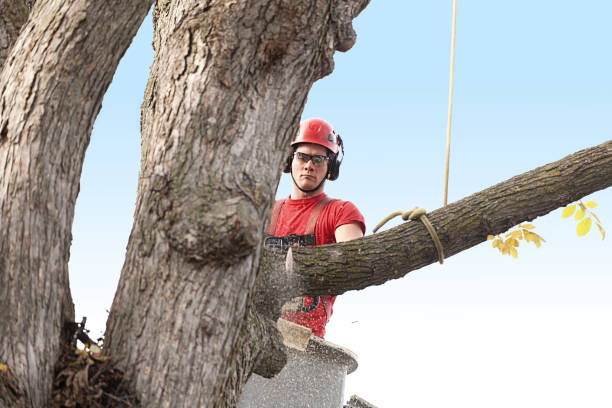 Best Lawn Maintenance Plans  in Dellwood, MN